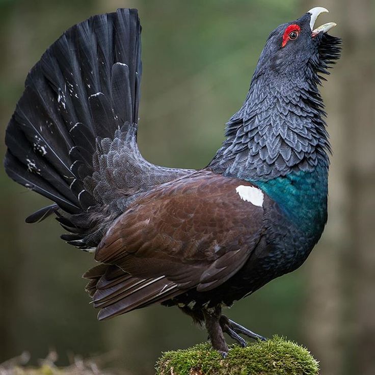 Western Capercaillie coloring #12, Download drawings
