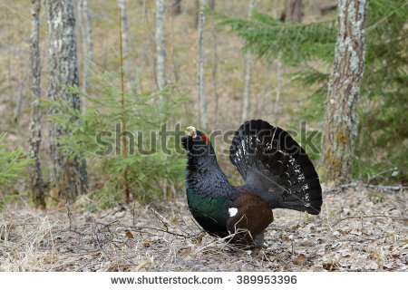 Western Capercaillie coloring #19, Download drawings