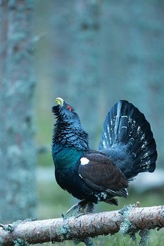 Western Capercaillie coloring #11, Download drawings