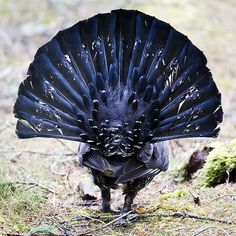 Western Capercaillie coloring #10, Download drawings