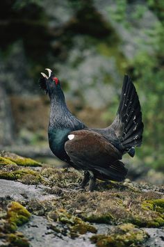 Western Capercaillie coloring #13, Download drawings