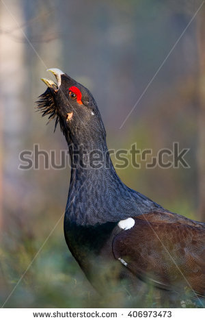 Western Capercaillie coloring #20, Download drawings