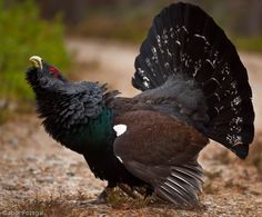 Western Capercaillie coloring #17, Download drawings