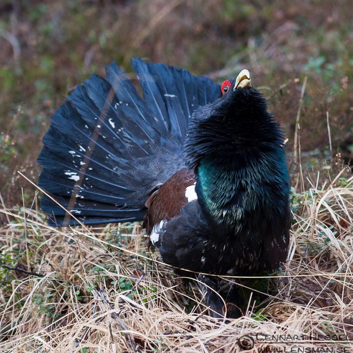 Western Capercaillie coloring #3, Download drawings