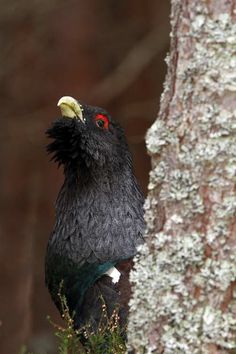 Western Capercaillie coloring #6, Download drawings