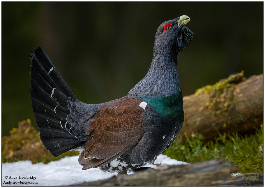 Western Capercaillie svg #2, Download drawings