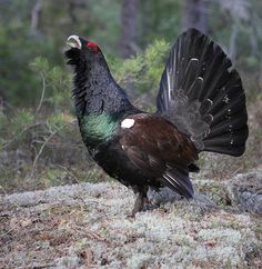Western Capercaillie svg #12, Download drawings