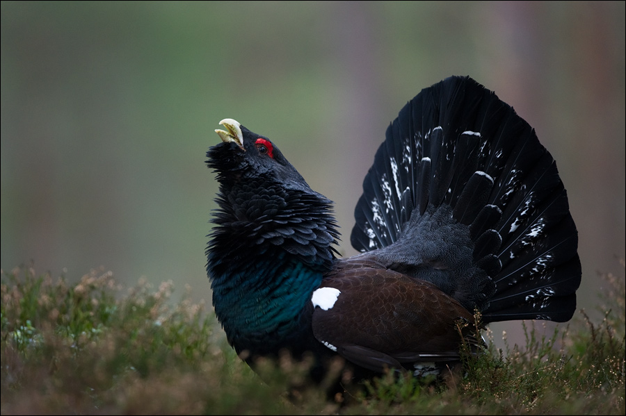 Western Capercaillie svg #14, Download drawings
