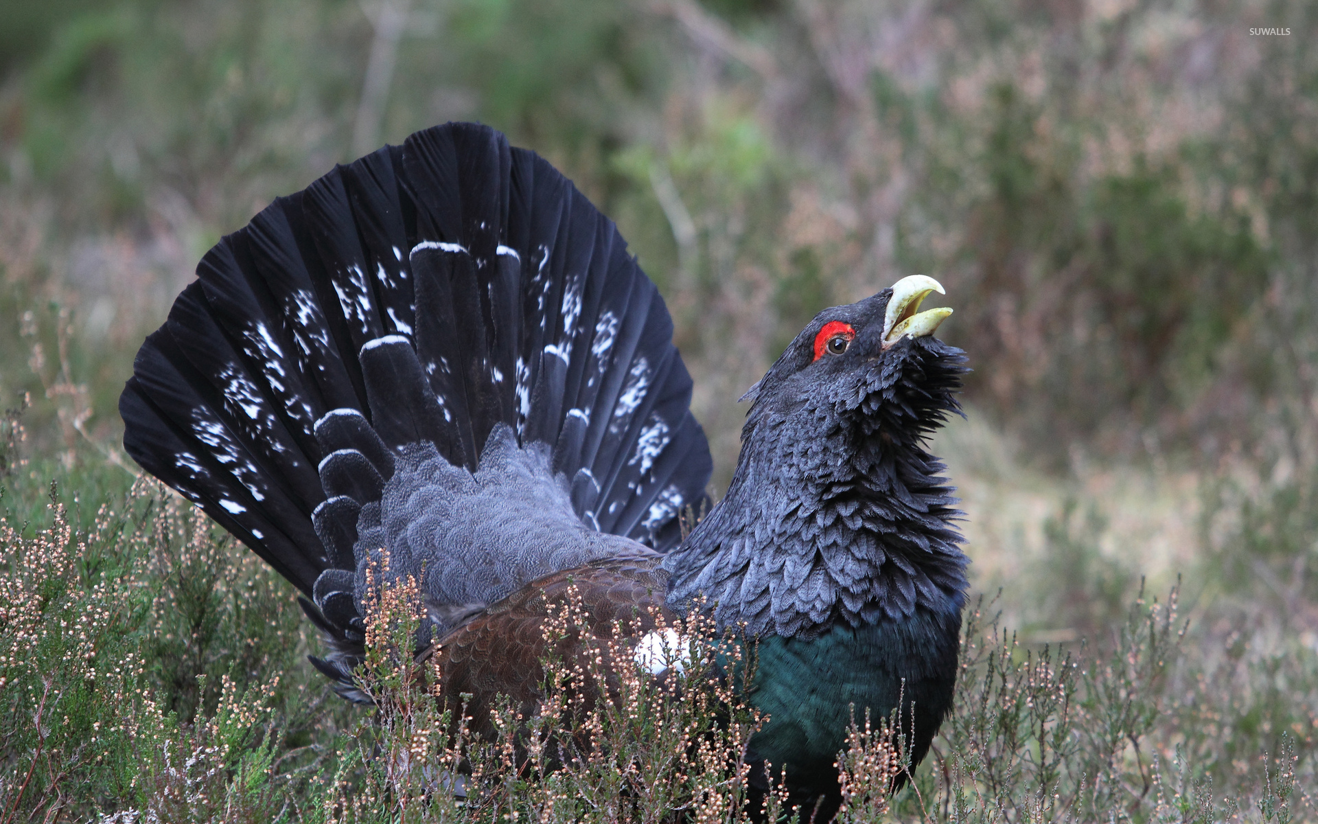 Western Capercaillie svg #3, Download drawings