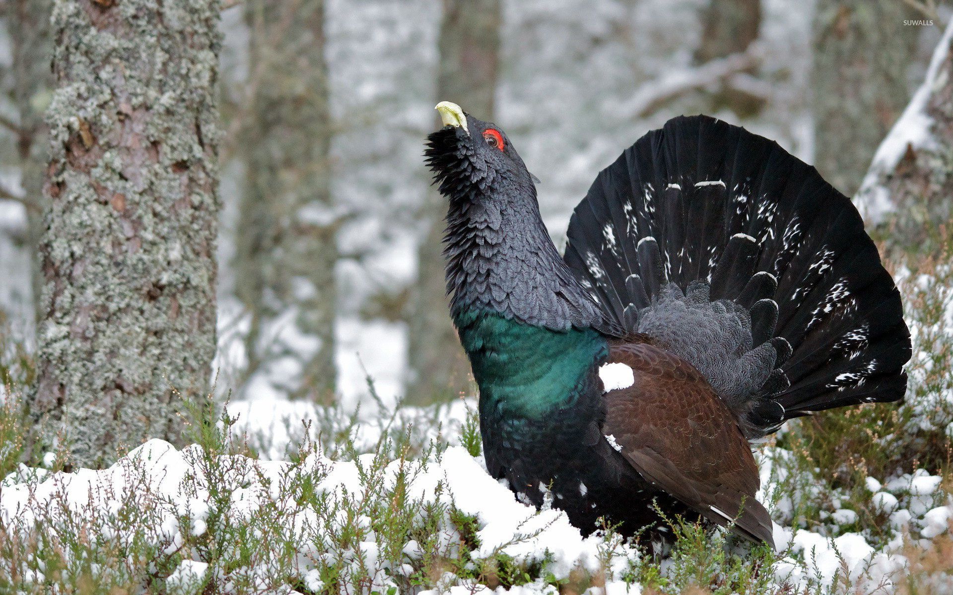 Western Capercaillie svg #4, Download drawings
