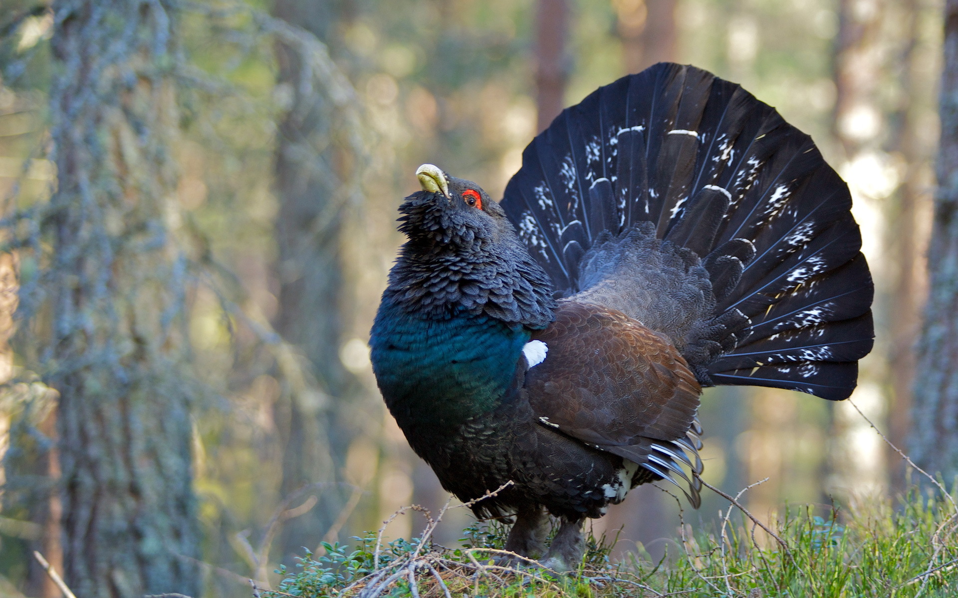 Western Capercaillie svg #16, Download drawings