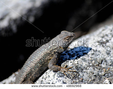 Western Fence Lizard clipart #9, Download drawings