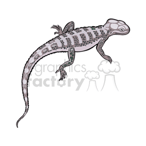 Western Fence Lizard clipart #7, Download drawings