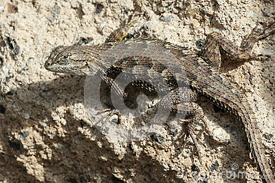 Western Fence Lizard clipart #18, Download drawings