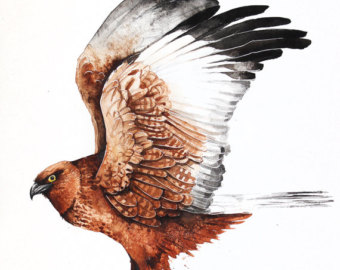 Western Marsh Harrier coloring #18, Download drawings