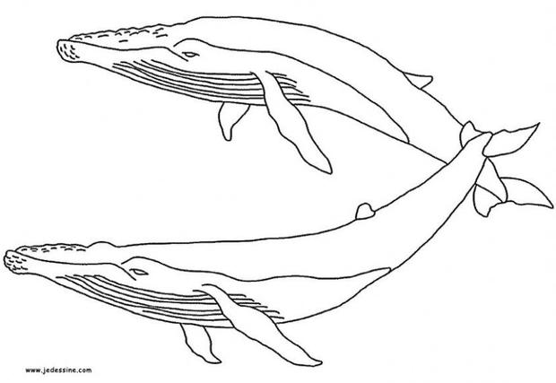 Whale coloring #9, Download drawings