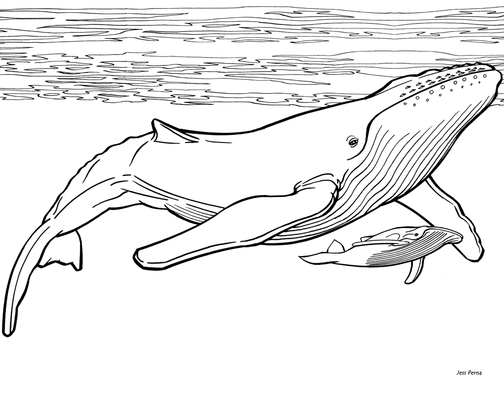 Blue Whale coloring #14, Download drawings
