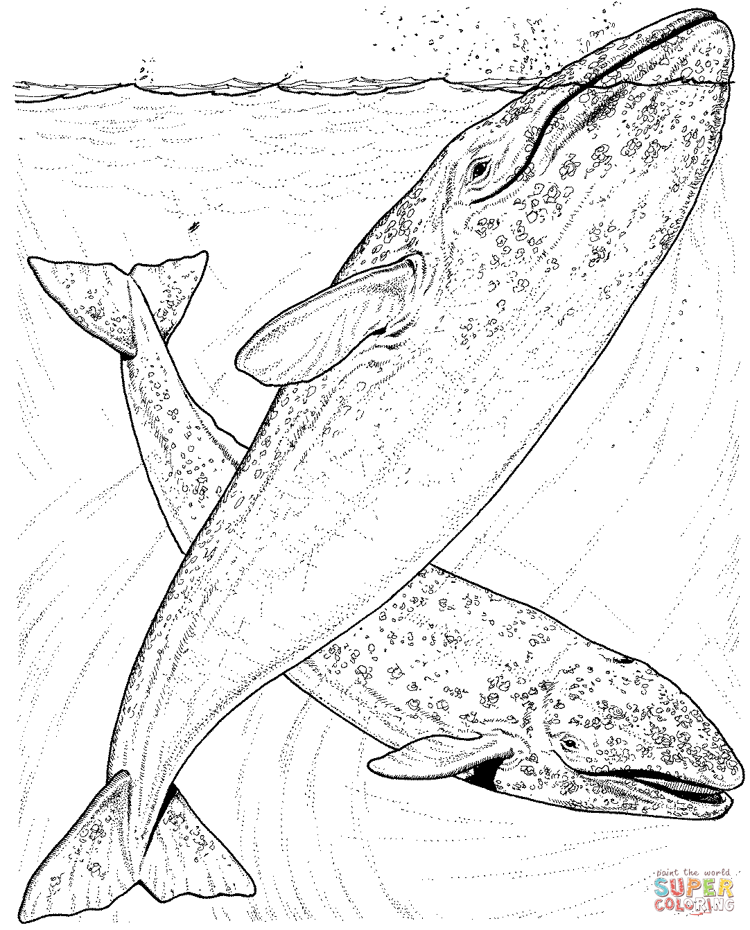 Whale coloring #3, Download drawings