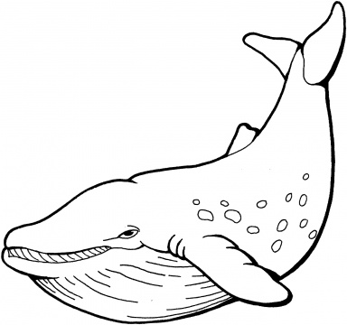Whale coloring #20, Download drawings