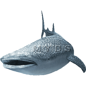 Whale Shark clipart #2, Download drawings