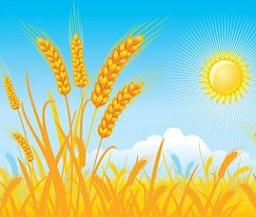 Wheat clipart #11, Download drawings