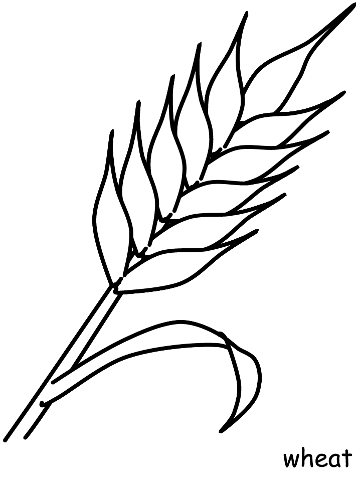 Wheat coloring #17, Download drawings