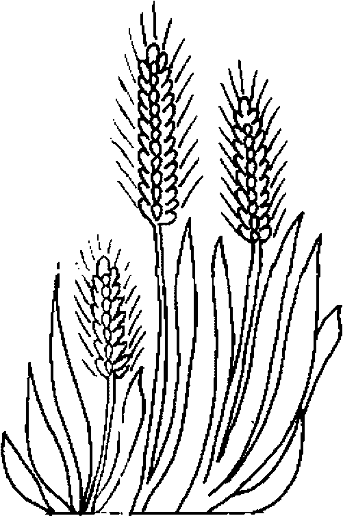 Wheat coloring #14, Download drawings