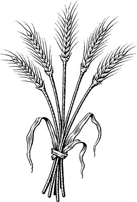 Wheat coloring #15, Download drawings