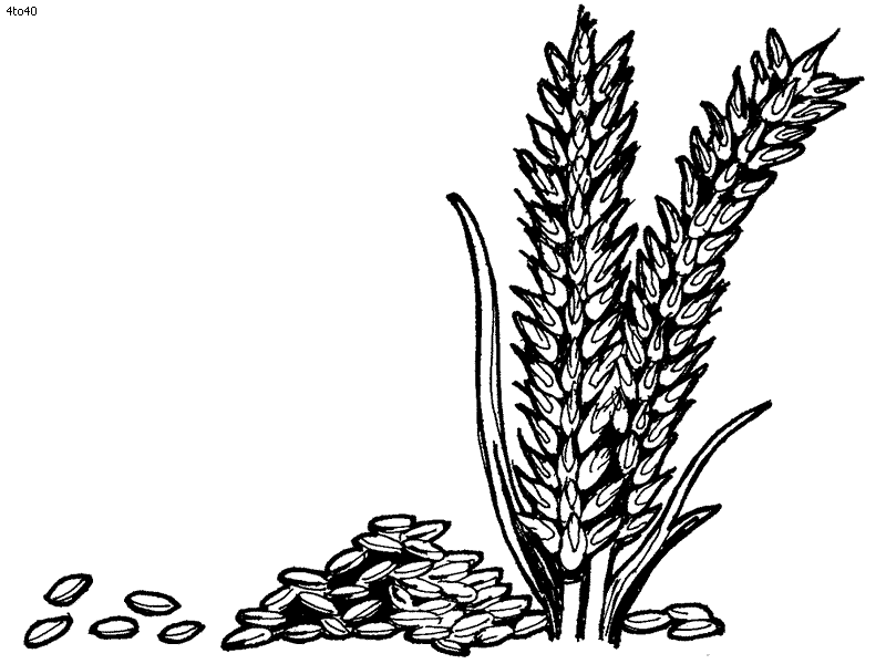 Wheat coloring #12, Download drawings