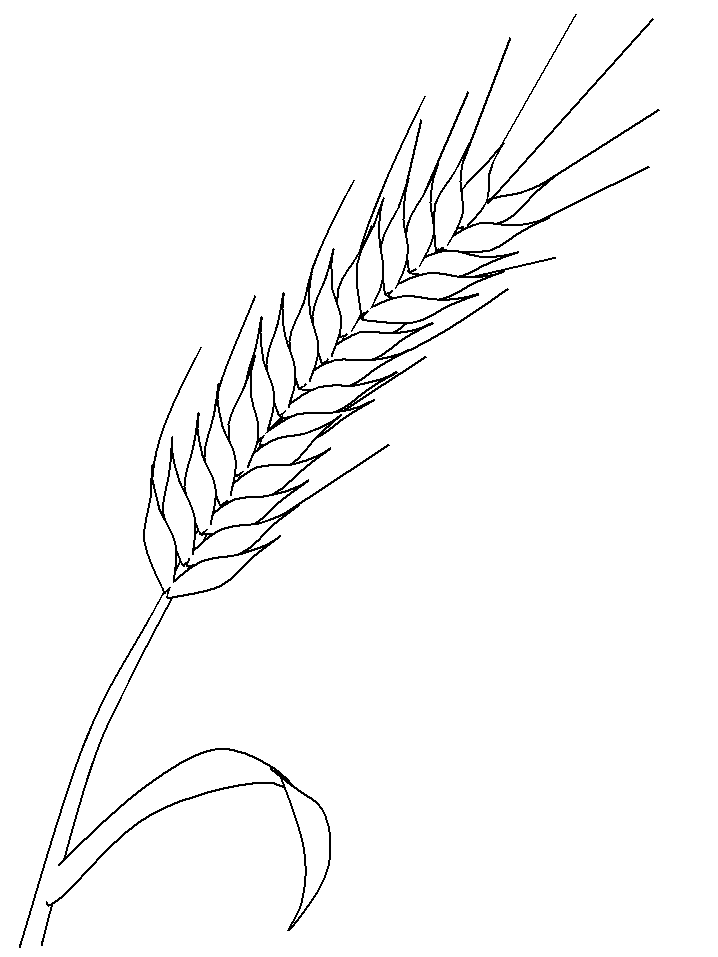 Wheat coloring #16, Download drawings