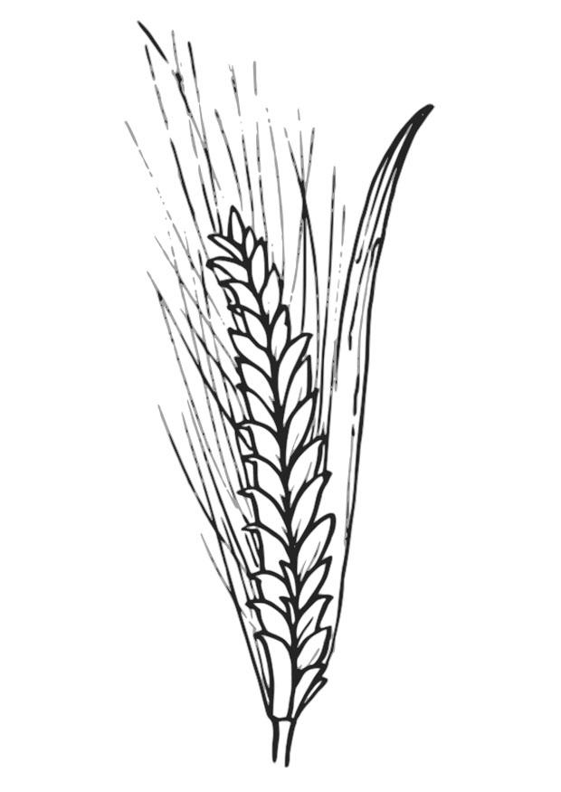 Wheat coloring #5, Download drawings