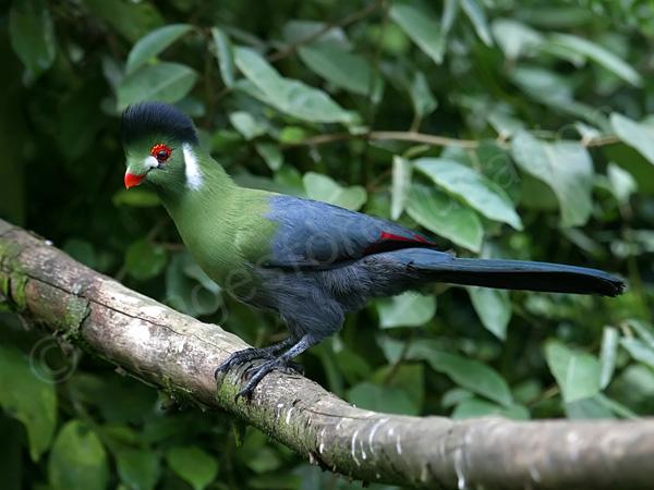 White-cheeked Turaco coloring #1, Download drawings