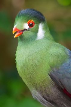 White-cheeked Turaco coloring #11, Download drawings
