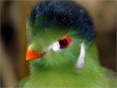 White-cheeked Turaco coloring #8, Download drawings