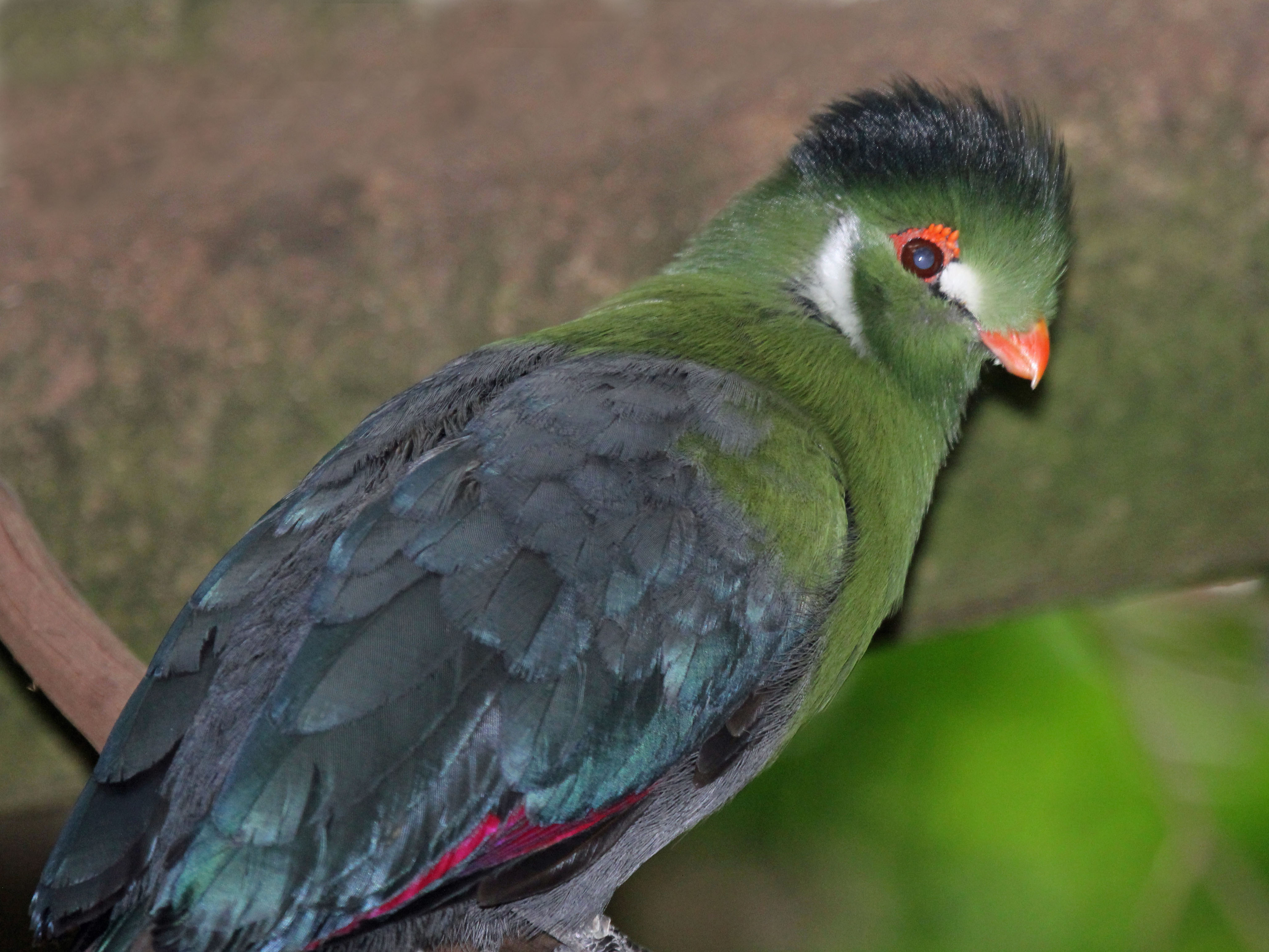 White-cheeked Turaco svg #10, Download drawings