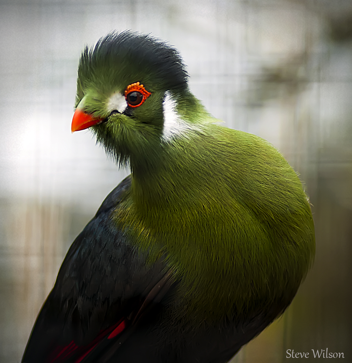 White-cheeked Turaco svg #2, Download drawings