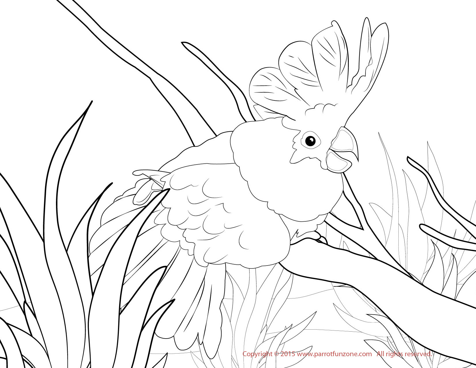White Cockatoo coloring #15, Download drawings