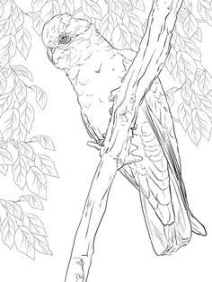 White Cockatoo coloring #5, Download drawings
