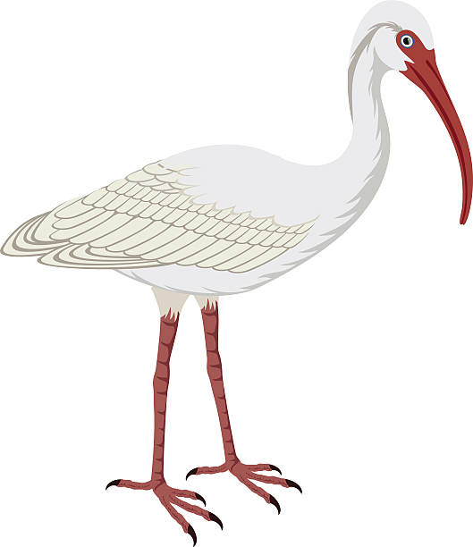 White Ibis clipart #8, Download drawings