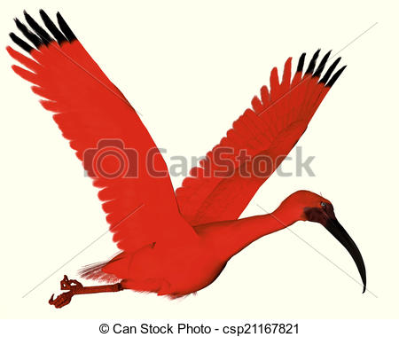White Ibis clipart #7, Download drawings