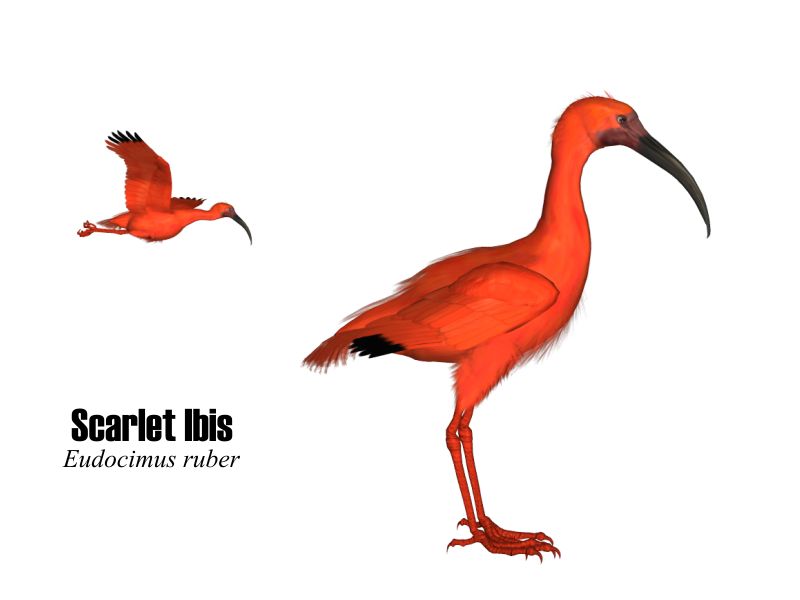 White Ibis clipart #6, Download drawings