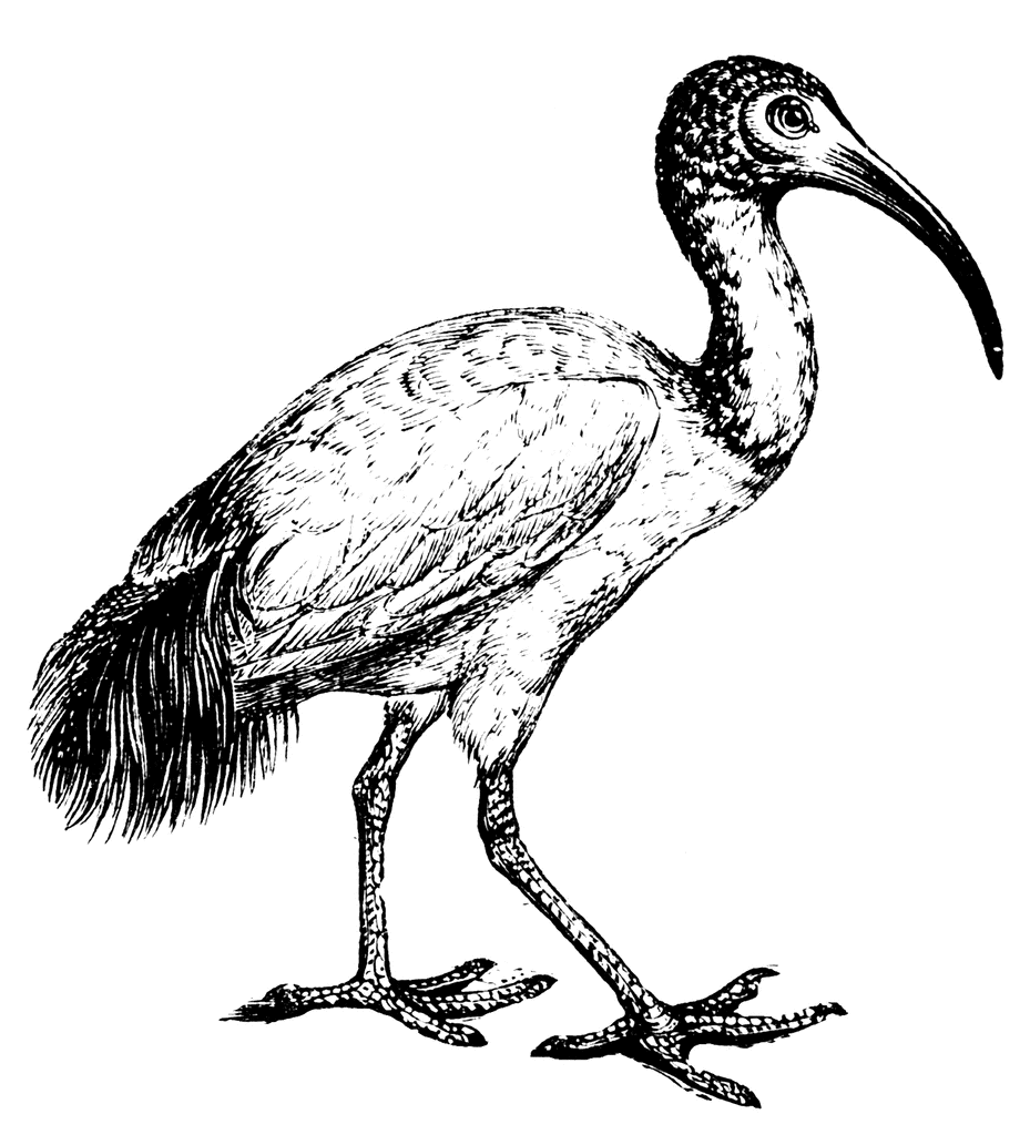 White Ibis clipart #3, Download drawings