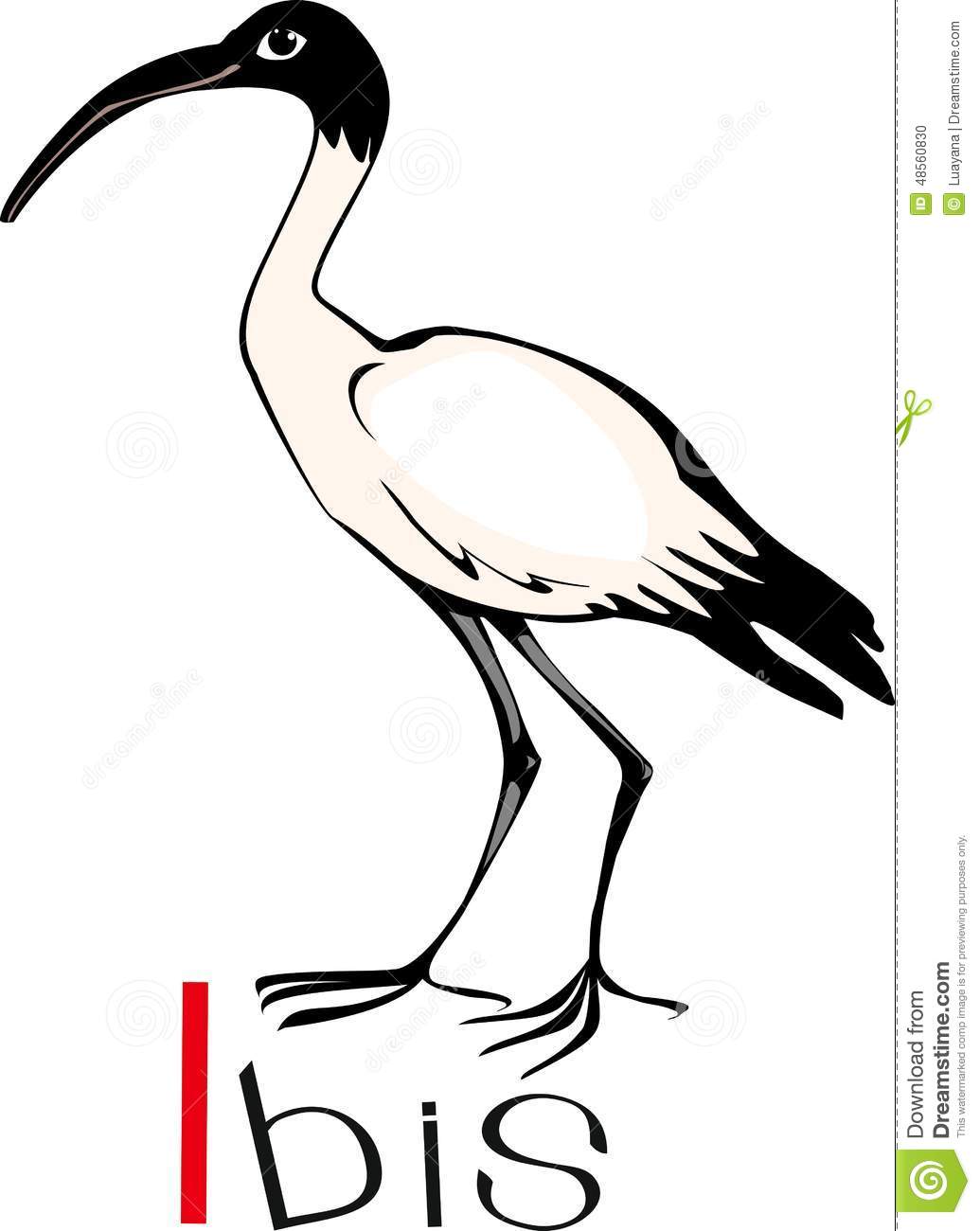 White Ibis clipart #10, Download drawings