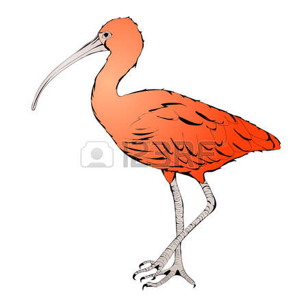 White Ibis clipart #4, Download drawings