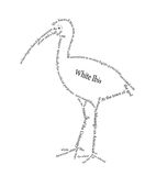 White Ibis clipart #18, Download drawings