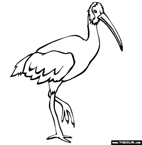 White Ibis clipart #5, Download drawings