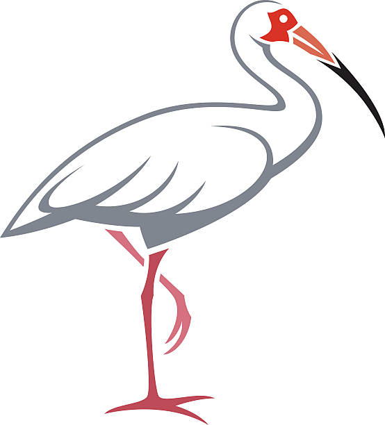 White Ibis clipart #13, Download drawings