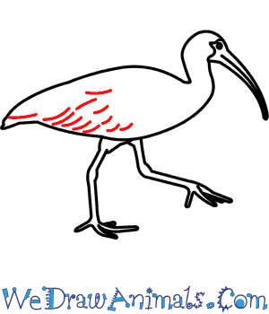 White Ibis coloring #10, Download drawings