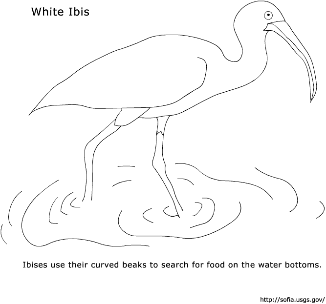 White Ibis coloring #2, Download drawings