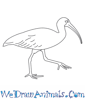 White Ibis coloring #19, Download drawings